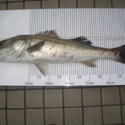 オリジナルメーカー海づり公園(市原市海づり施設) 釣果