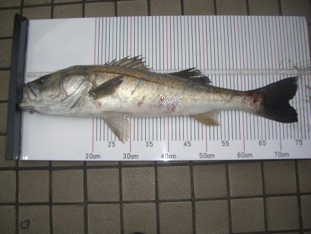 オリジナルメーカー海づり公園(市原市海づり…