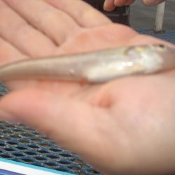 オリジナルメーカー海づり公園(市原市海づり施設) 釣果