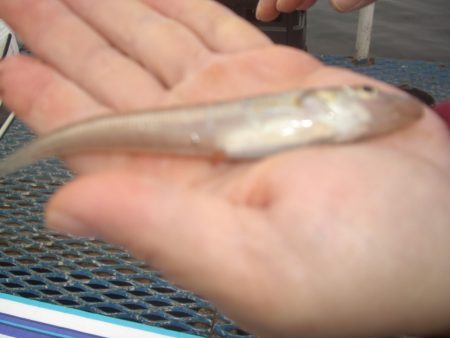 オリジナルメーカー海づり公園(市原市海づり施設) 釣果