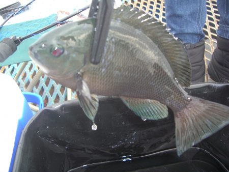 オリジナルメーカー海づり公園(市原市海づり施設) 釣果