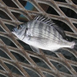 オリジナルメーカー海づり公園(市原市海づり施設) 釣果