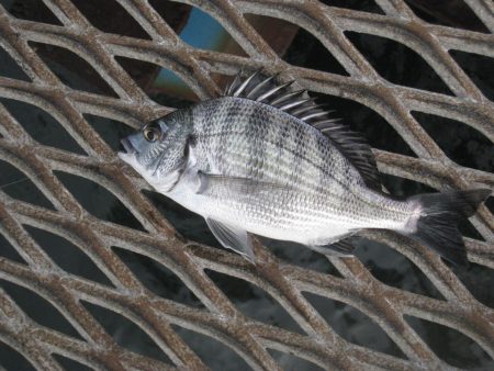 オリジナルメーカー海づり公園(市原市海づり施設) 釣果
