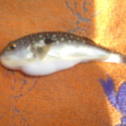 オリジナルメーカー海づり公園(市原市海づり施設) 釣果