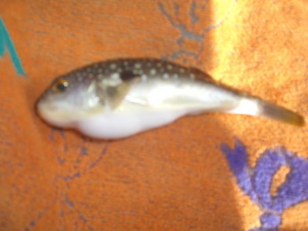 オリジナルメーカー海づり公園(市原市海づり施設) 釣果