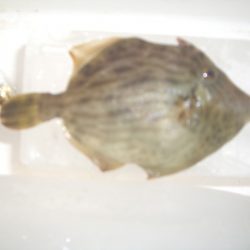 オリジナルメーカー海づり公園(市原市海づり施設) 釣果