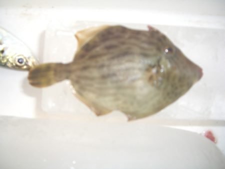 オリジナルメーカー海づり公園(市原市海づり施設) 釣果