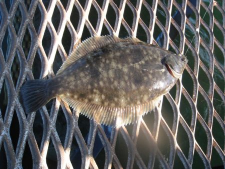 オリジナルメーカー海づり公園(市原市海づり施設) 釣果