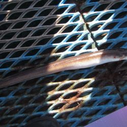 オリジナルメーカー海づり公園(市原市海づり施設) 釣果