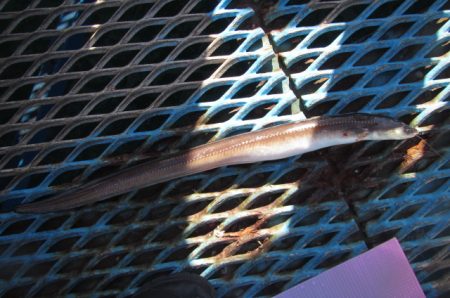 オリジナルメーカー海づり公園(市原市海づり施設) 釣果