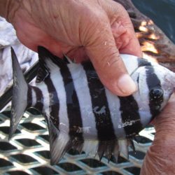 オリジナルメーカー海づり公園(市原市海づり施設) 釣果