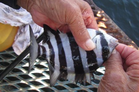 オリジナルメーカー海づり公園(市原市海づり施設) 釣果