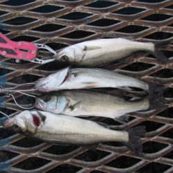 オリジナルメーカー海づり公園(市原市海づり施設) 釣果