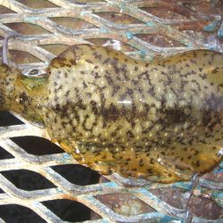 オリジナルメーカー海づり公園(市原市海づり施設) 釣果