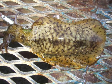 オリジナルメーカー海づり公園(市原市海づり施設) 釣果