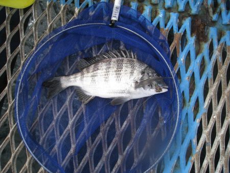 オリジナルメーカー海づり公園(市原市海づり施設) 釣果