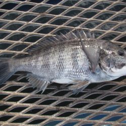 オリジナルメーカー海づり公園(市原市海づり施設) 釣果