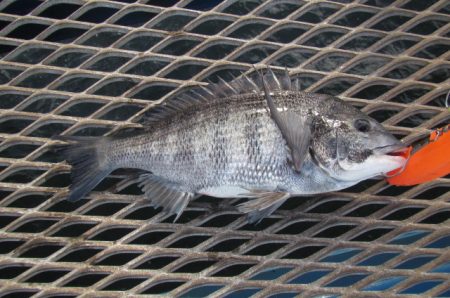 オリジナルメーカー海づり公園(市原市海づり施設) 釣果