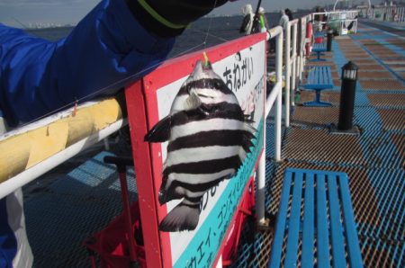 オリジナルメーカー海づり公園(市原市海づり施設) 釣果