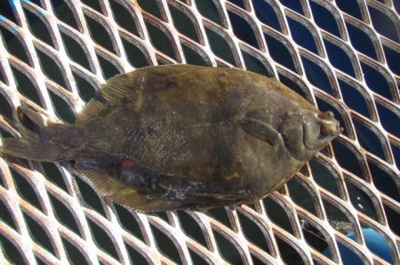 オリジナルメーカー海づり公園(市原市海づり…