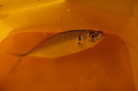 オリジナルメーカー海づり公園(市原市海づり施設) 釣果