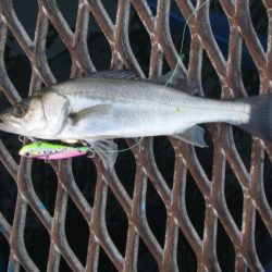 オリジナルメーカー海づり公園(市原市海づり施設) 釣果