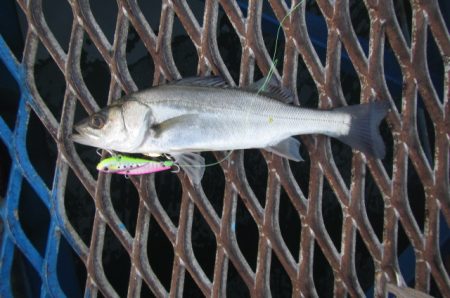 オリジナルメーカー海づり公園(市原市海づり施設) 釣果
