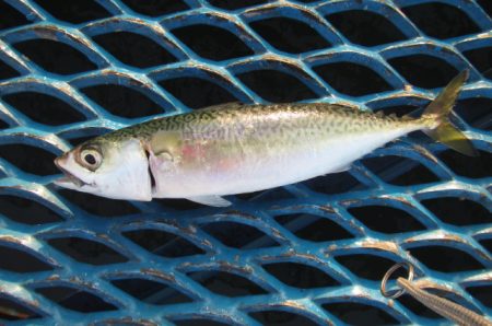 オリジナルメーカー海づり公園(市原市海づり施設) 釣果