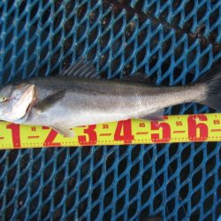 オリジナルメーカー海づり公園(市原市海づり施設) 釣果