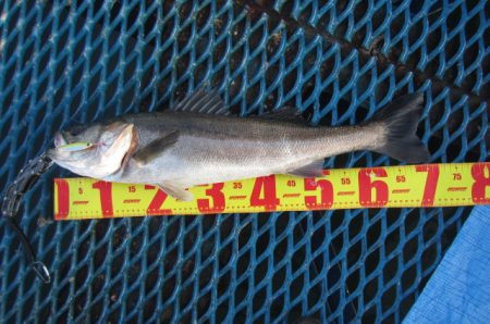 オリジナルメーカー海づり公園(市原市海づり施設) 釣果