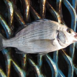 オリジナルメーカー海づり公園(市原市海づり施設) 釣果