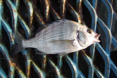 オリジナルメーカー海づり公園(市原市海づり施設) 釣果