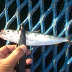 オリジナルメーカー海づり公園(市原市海づり施設) 釣果