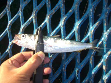 オリジナルメーカー海づり公園(市原市海づり施設) 釣果