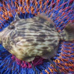 オリジナルメーカー海づり公園(市原市海づり施設) 釣果