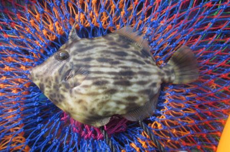 オリジナルメーカー海づり公園(市原市海づり施設) 釣果