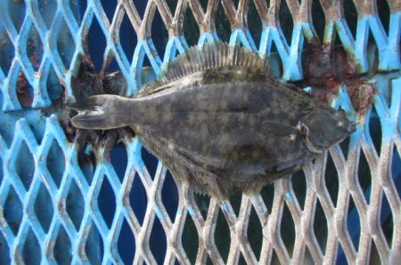 オリジナルメーカー海づり公園(市原市海づり施設) 釣果