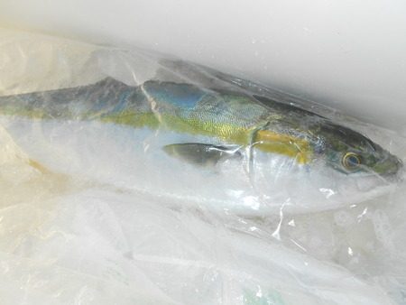 こうゆう丸 釣果