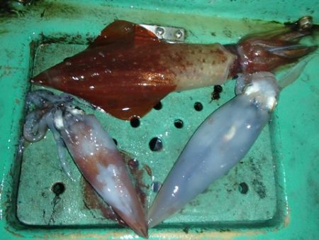 第二むつ漁丸 釣果