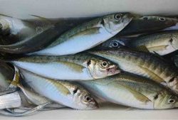 久里浜黒川本家 釣果