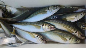 久里浜黒川本家 釣果