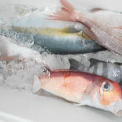 こうゆう丸 釣果