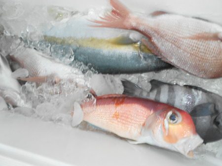 こうゆう丸 釣果