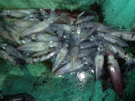 第二むつ漁丸 釣果