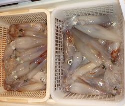 松福丸 釣果