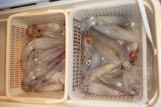 松福丸 釣果