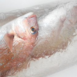 こうゆう丸 釣果