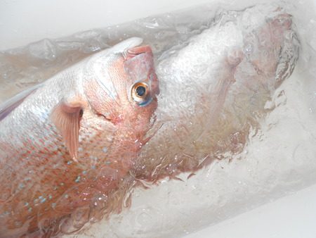 こうゆう丸 釣果