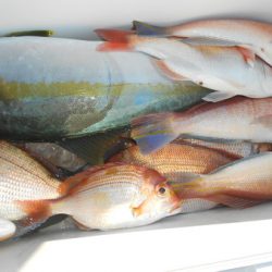 こうゆう丸 釣果