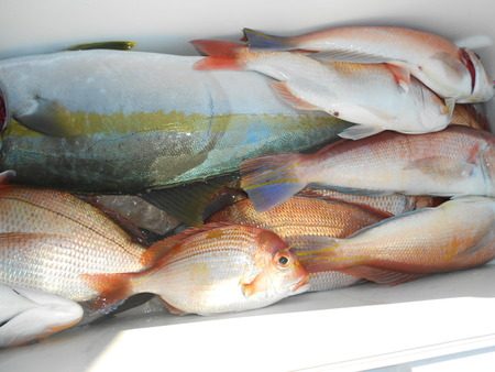 こうゆう丸 釣果